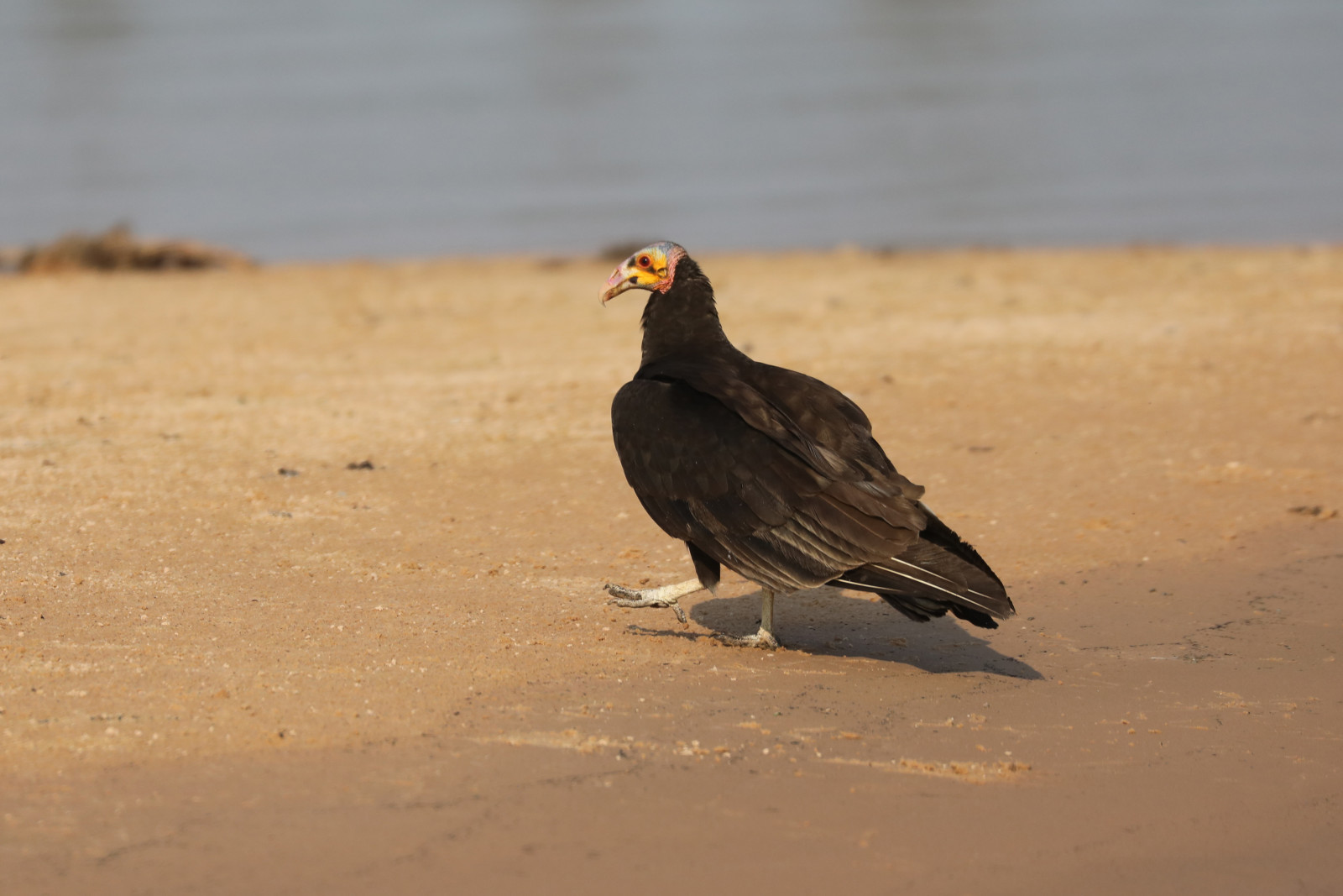 image Lesser Yellow-headed Vulture